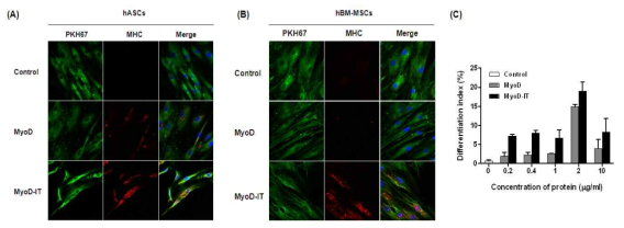 MyoD 단백질을 이용한 중간엽줄기세포의 근육 분화 근육 분화가 유도된 지방 (A) 및 골수 유래 중간엽 줄기세포 (B). MyoD 단백질 처리 농도에 따른 근육 분화 index 수치 (C)