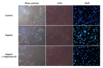 Heparin을 이용한 근육 분화 촉진과 heparinase에 의한 근육 분화 억제