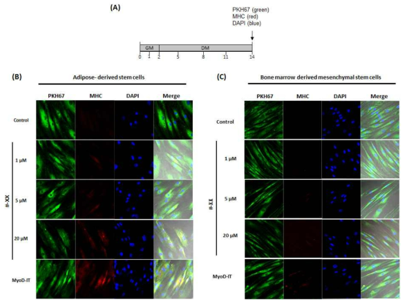 #-XX 약물 처리를 통한 중간엽줄기세포의 근육 분화 유도 관찰 (A) 실험개요, (B) 지방유래 중간엽줄기세포, (C) 골수유래 중간엽줄기세포