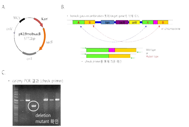 sacB system을 이용한 C. glutamicum의 ΔparA mutant 제작