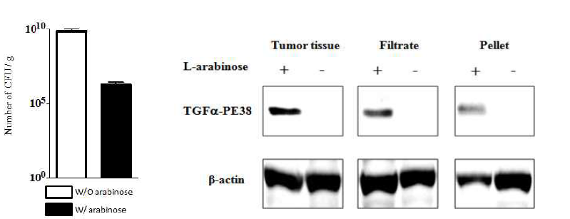 pLYS_TGFa-PE38 탑재 박테리아의 암조직 표적화후 박테리아 Inducible lysis system을 통한 TGFa-PE38의 암조직내 분비 확인.