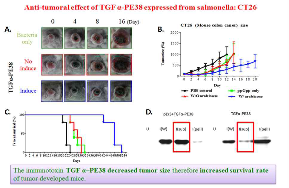 pLYS_TGFaPE38탑재 박테리아를 이용한 동물모델에서의 항암효과 (CT26 mouse colon cancer).