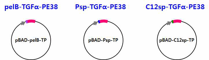 pelB, Psp, C12sp fusion TGFa-PE38 발현을 위한 벡터 제작