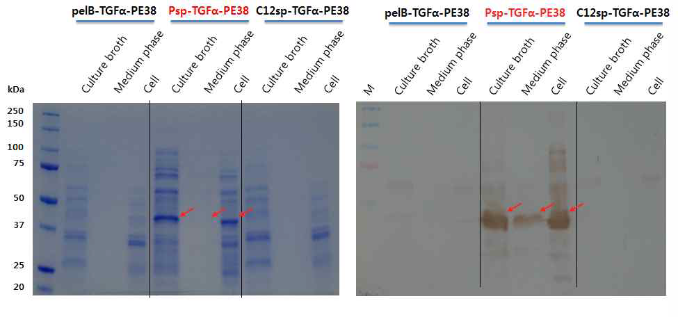 다양한 signal peptide와 융합된 TGFa-PE38의 분비능 확인