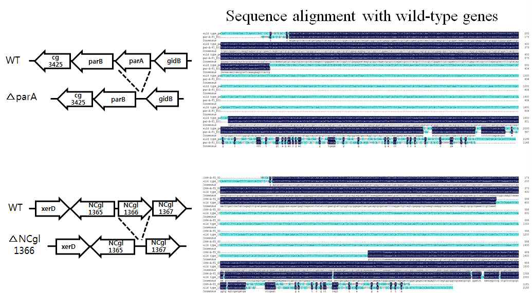 야생형 균주에서의 parA, NCgl1366 deletion 확인을 위한 해당 유전자 증폭과 염기서열 분석결과