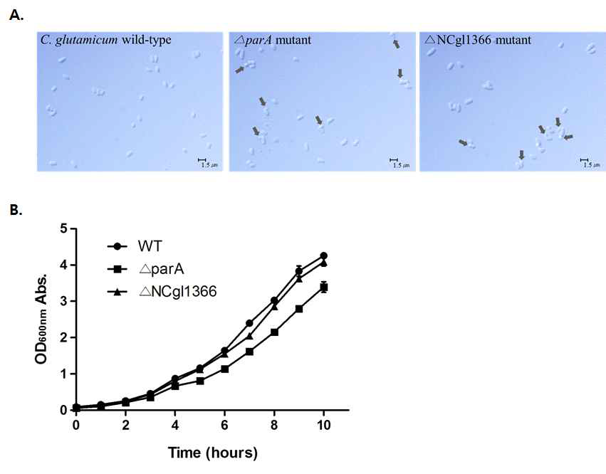 C. glutamicum 야생형 균주와 돌연변이 균주의 표현형질과 생장특성 비교