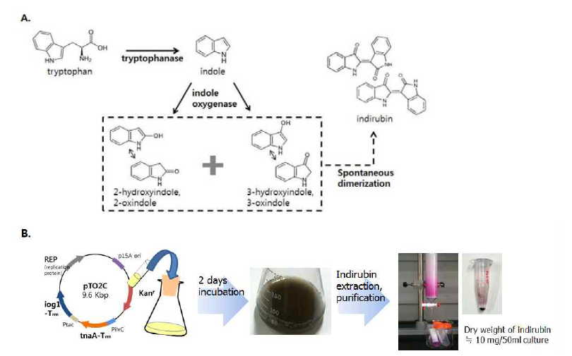 Tryptophan을 기질로 이용하는 생합성 경로를 이용한 인디루빈 생성.