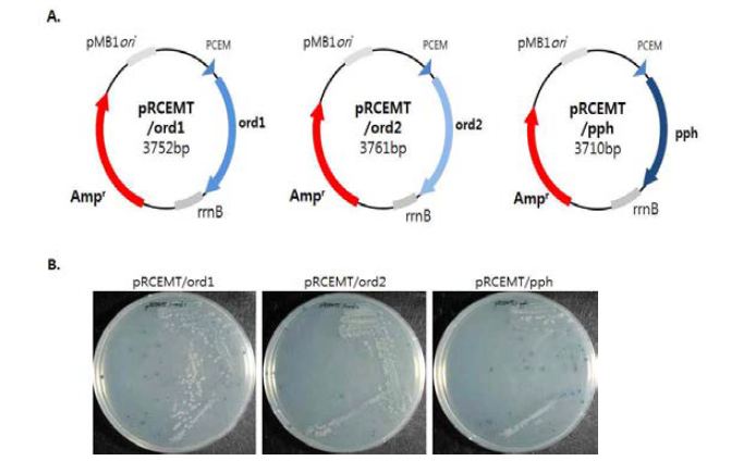 ord1, ord2, pph 발현 벡터 제작 및 indole 에 대한 효소활성 확인