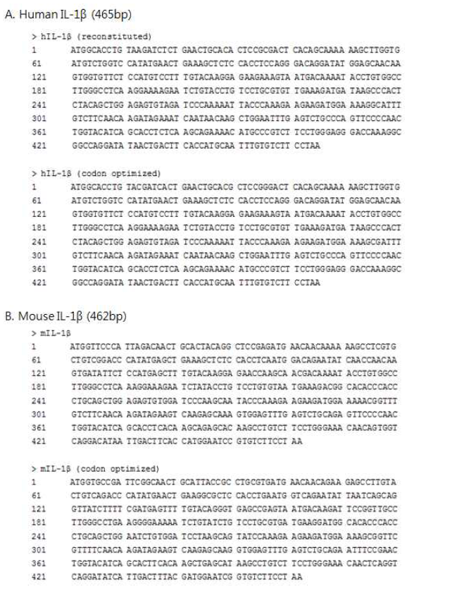 대장균과 살모넬라에서 과발현되도록 코돈이 최적화된 인간과 마우 스 유래 IL-1β 유전자 염기서열