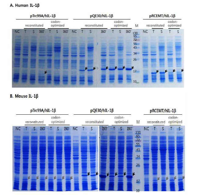 SDS-PAGE에서의 야생형과 합성 IL-1β 재조합 유전자의 발현양 비교