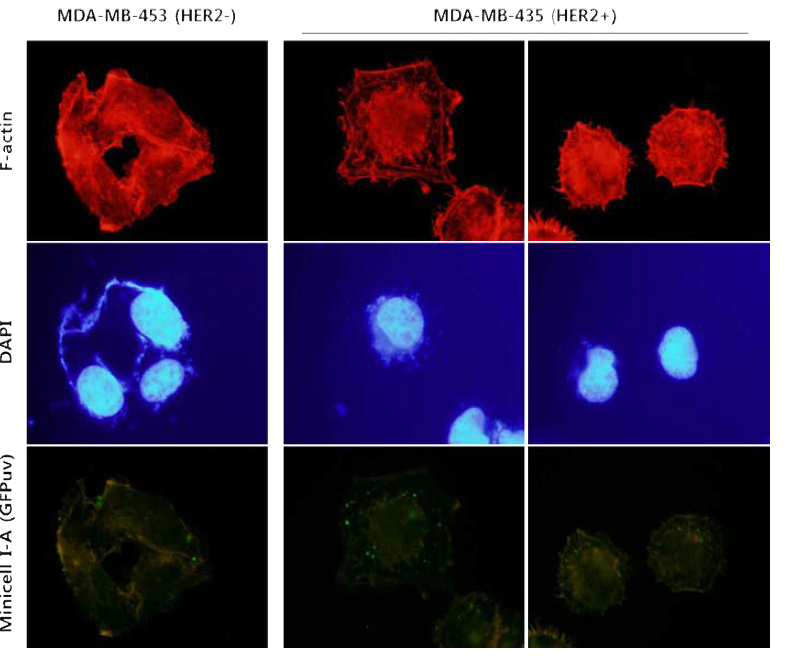 Cell uptake 확인을 위한 Immunohistocheminstry 분석 결과