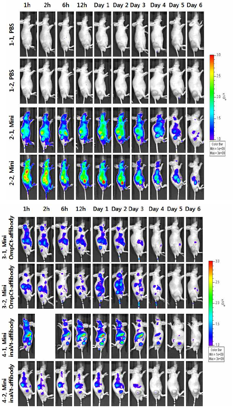 IVIS 장비를 이용한 in-vivo imaging 실험 결과.