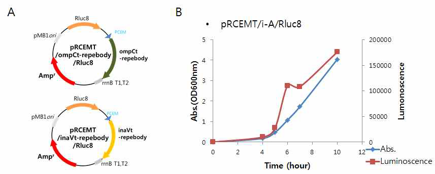 제작된 Rluc8 발현 벡터와 재조합 균주의 Rluc8 활성 확인.