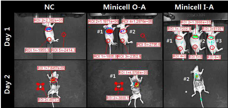IVIS 장비를 이용한 in-vivo imaging 실험 결과.
