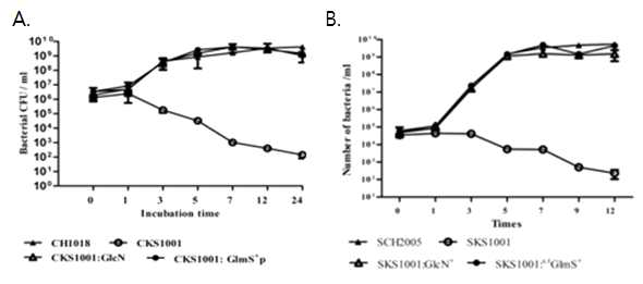 glmS- mutant bacteria의 성장 특성 조사.