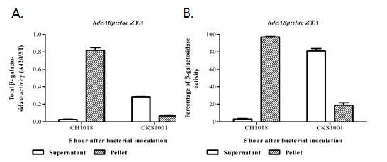 세포막 융해에 의한 glmS- mutant E coli의 사멸현상확인 (in vitro).