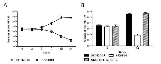 glmS- mutant salmonella 의 intracellular 성장 특성 분석