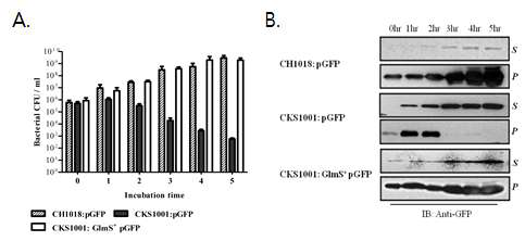 glmS- mutant E coli 의 세포 사멸 현상 검증 (in vitro).