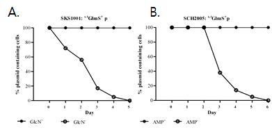 GlmS system를 이용한 plasmid 유지 효율 조사