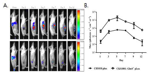 IVIS를 이용한 glmS 유전자 balanced lethal system을 이용한 plasmid 효율적 유지 현상 검증 (in vivo).