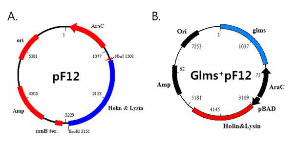 Bacteriophage Holin/Lysin의 선택적 발현을 위한 발현 벡터