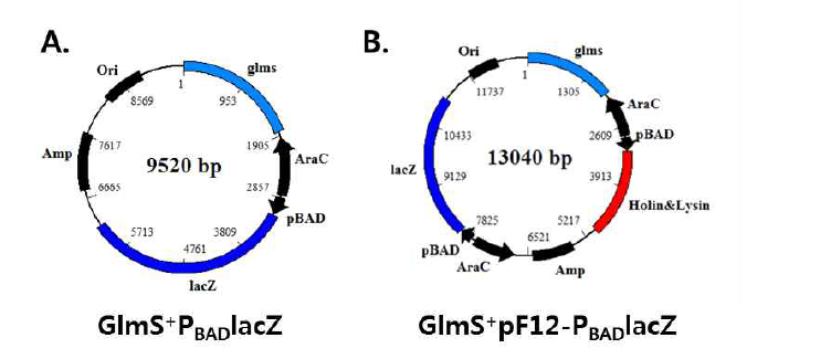 박테리아 융해에 따른 Macromolecule 분비 확인을 위한 inducilble lysis and B-galatosidase 발현 시스템