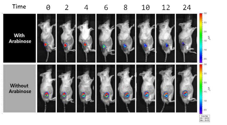 CT-26 tumor 마우스모델을 이용한 Inducible lysis bacteria의 In Vivo lysis effect 검증