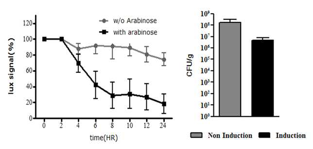 L-arabinose 처리 후 종양 표적된 박테리아의 Lux signal 변화 및 실 제 생존 박테리아 수