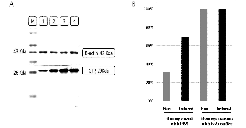 Inducible lysis와 GFP를 발현하는 박테리아를 이용한 종양조직에서의 L-arabinose 처리 후 박테리아 융해 및 GFP 전달