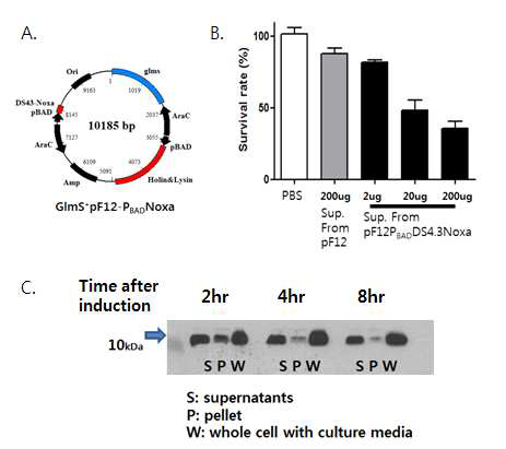 DS4.3Noxa 발현 박테리아 plasmid (A.)와 박테리아에서 발현된 Noxa의 세포 사멸 효과(B.)