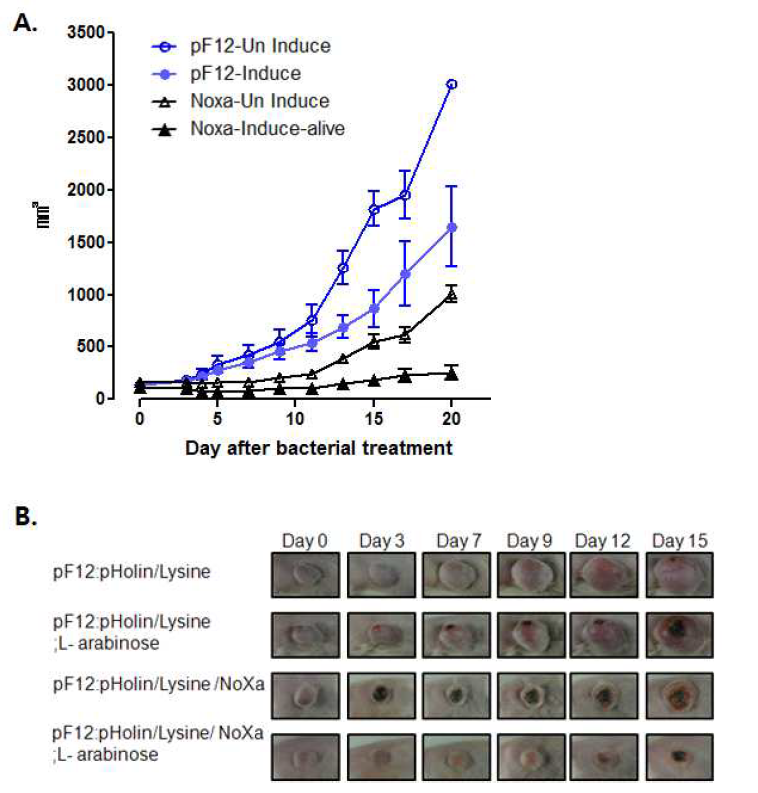 CT-26 종양 마우스모델에서의 Inducible lysis system with DS4.3Noxa 의 항암 효과 확인.