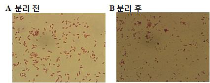 S.thyphimurium 14028S MinCDE mutant 유래의 미니셀