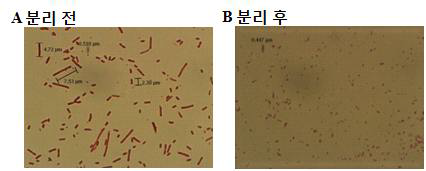 E.coli P678-54 유래의 미니셀