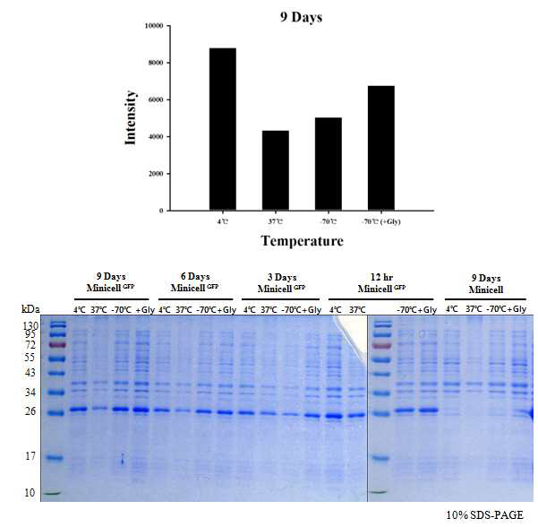 Minicell 에서의 protein(GFP) duration time확인