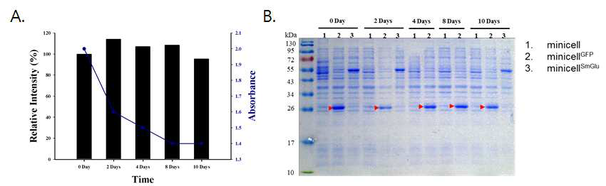 minicellGFP의 형광 intensity 변화량 측정 (A) 및, 단백질 변화량 확인 (B)