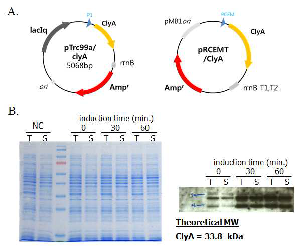 ClyA 발현 벡터 제작 및 발현양 확인