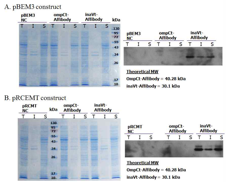 pBEM3 벡터와 pRCEMT에 cloning 된 재조합 단백질의 발현양 확 인