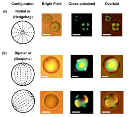 Director profiles and optical micrographs of (a) emulsion droplet with a radial director profile and (b) planar anchoring of 5CB at the interface