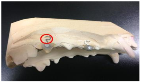 비글견의 구강모형에 적용한 교정장치와 투여부위