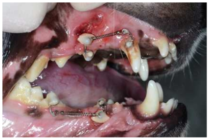 비글견에 적용된 교정장치 및 구강부착정