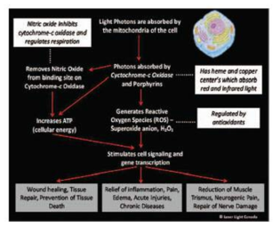 Photobiomodulation