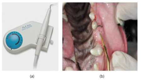 (a) Piezoelectric device를 이용하한 비글견의 Piezopuncture 자극의 예 (b).