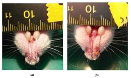 Rat를 이용한 치아 이동의 in vivo 실험으로 치아 교정장치 장착 후 (a) 2일후와 (b) 14일 후의 치아 이동결과.