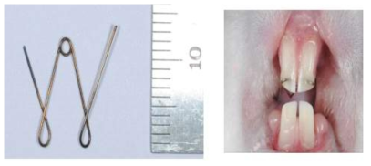 토끼에 장착한 교정용 스프링, 우. 토끼에 스프링을 장착한 모습