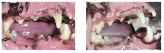 교정장치를 장착한 비글견의 모습. (좌) 대조군, (우) L-thyroxine 태블릿을 부착한 군