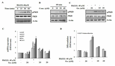 PKD 활성이 분화촉진에 미치는 영향