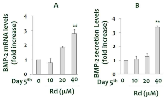 Rd에 의한 BMP-2 발현 및 분비 변화