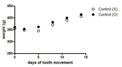 25G 교정장치 장착 후 대조군의 체중 변화. X는 아무런 처리를 하지 않은 군이며, O는 약물을 함유하지 않은 완충용액을 주사한 군임