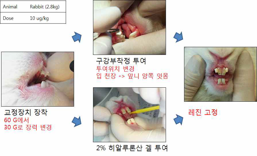 토끼를 이용한 치아이동효과 실험