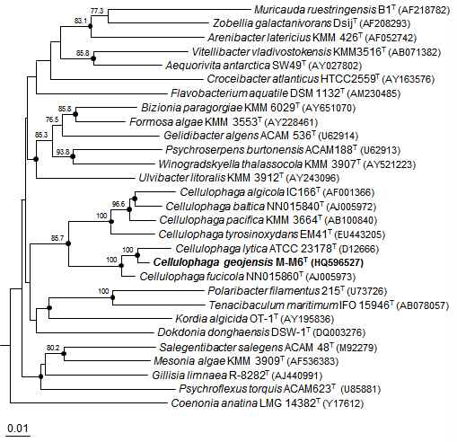 Neighbour-joining phylogenetic tree based on 16S rRNA gene sequences showing the positions of Cellulophaga geojensis M-M6 and other related taxa.